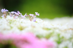 芝桜