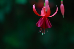 富士花鳥園～花～