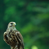 富士花鳥園