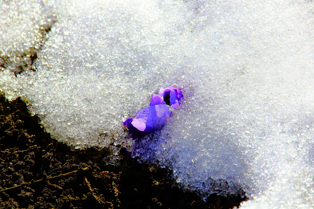 雪に埋もれても強く生きる