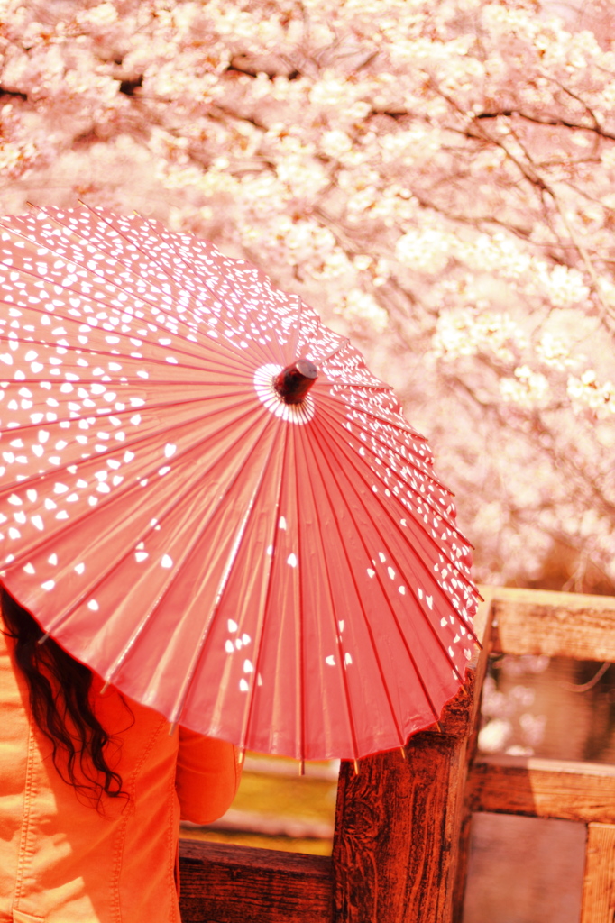 母と桜