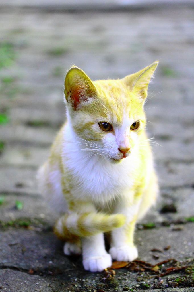 こねこ