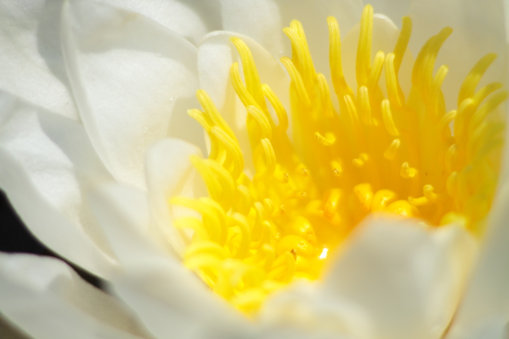 花弁