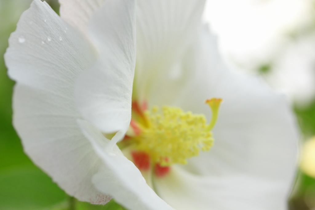 夏の花