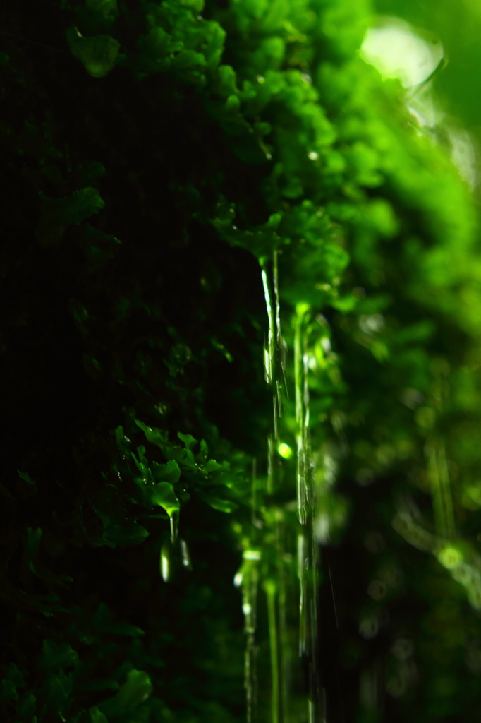 雨水と緑