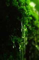 雨水と緑