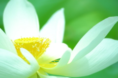 白の花びら