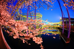 花見