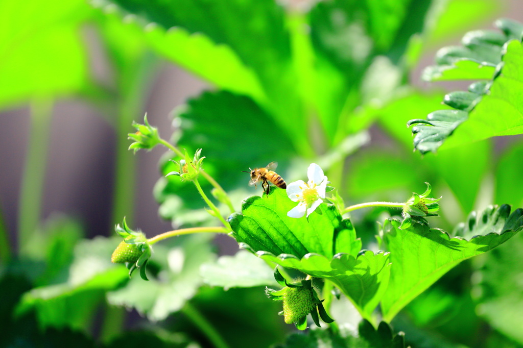 蜂