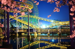 夜の花見