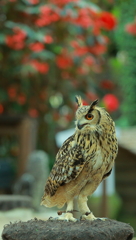 富士花鳥園