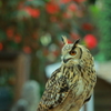 富士花鳥園