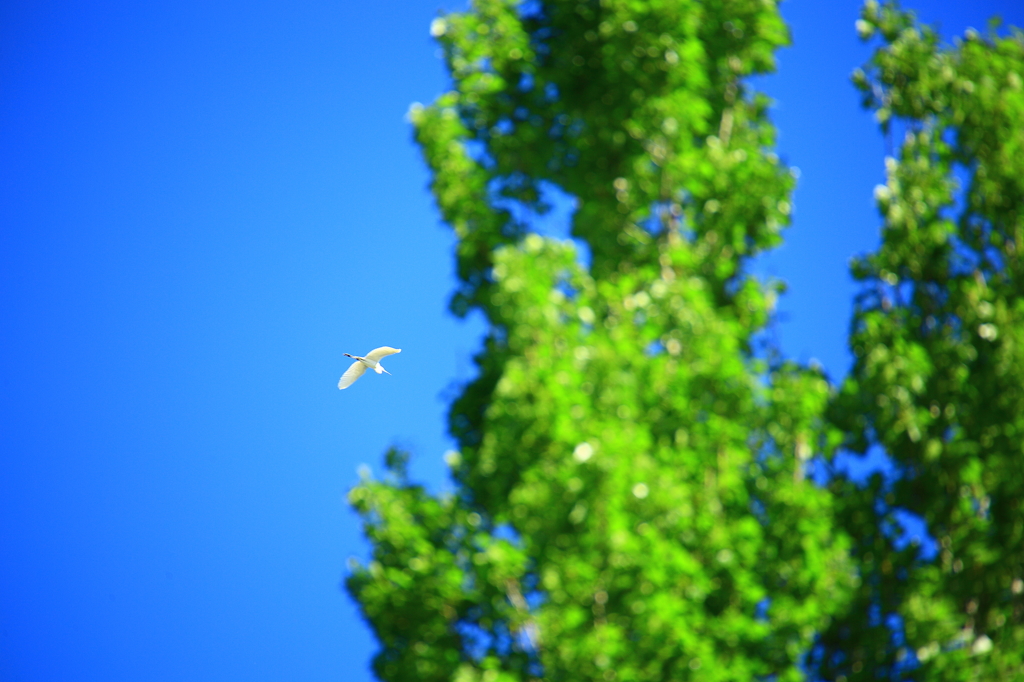 鳥と木