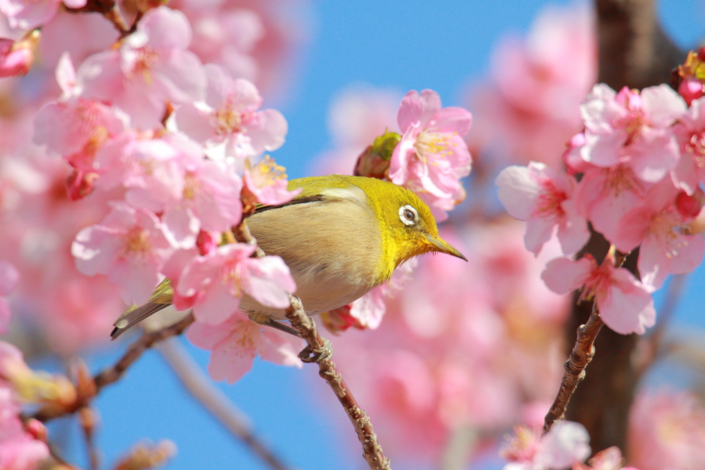 桜とメジロ