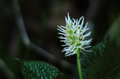 野草