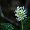 野草
