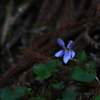 野草