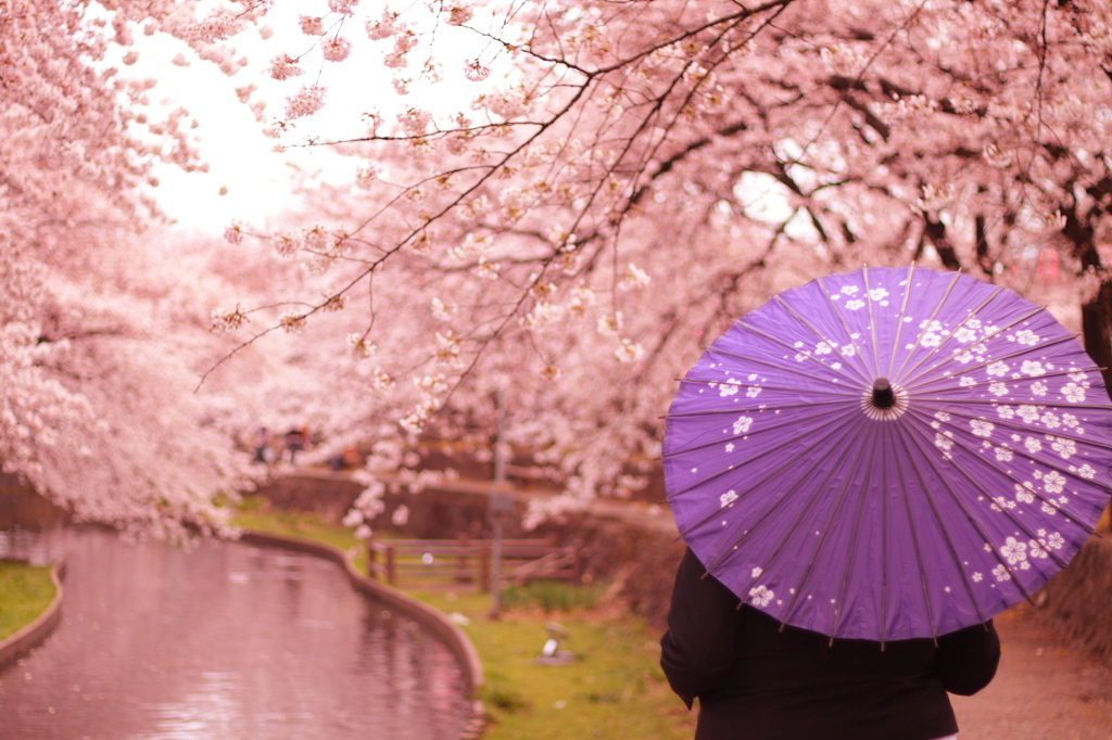 桜と和傘Ⅱ