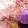 桜と和傘Ⅱ