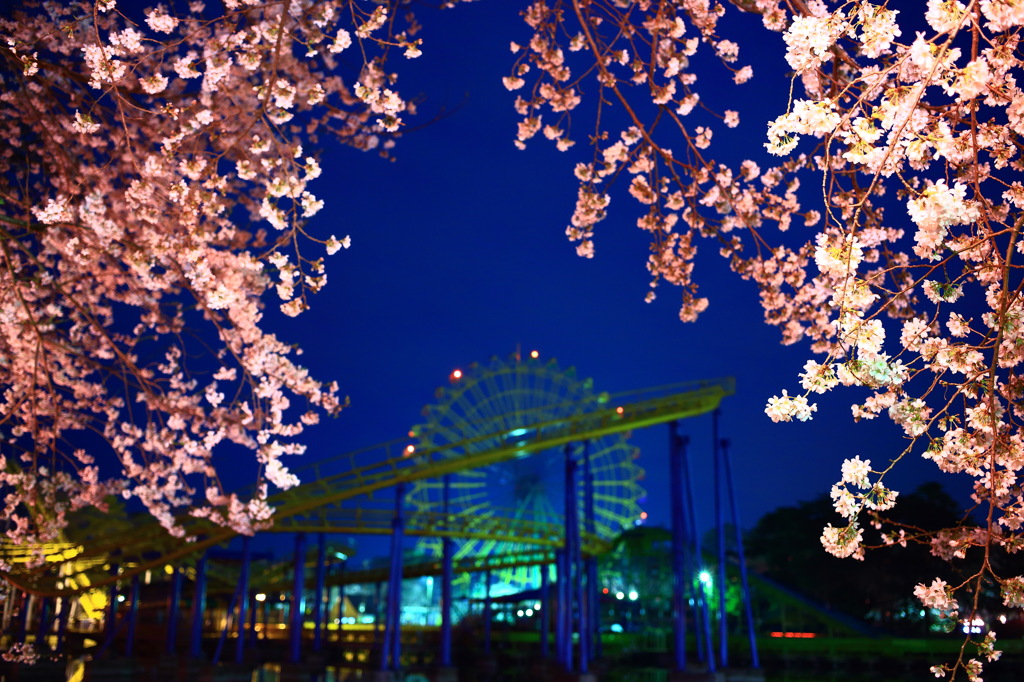 観覧車と桜