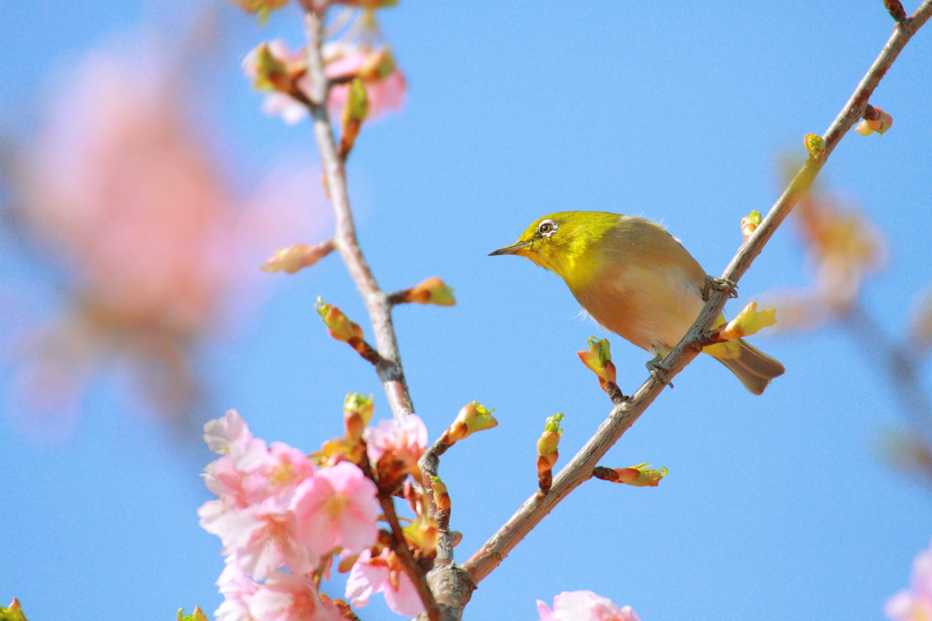 桜とメジロ