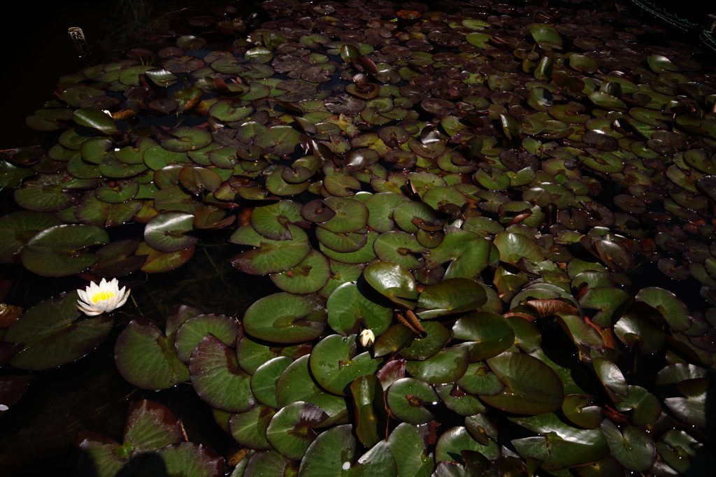 やっぱり目立つね