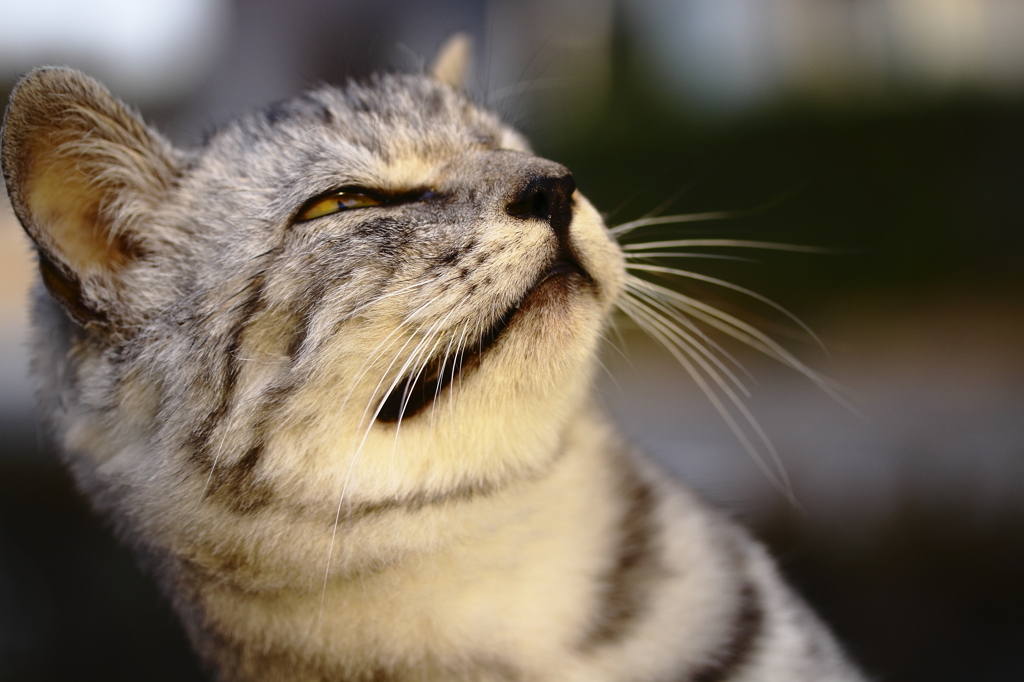 猫歌舞伎　～海老蔵顔負け！？～