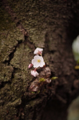 荒地の美