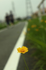 散歩道の花