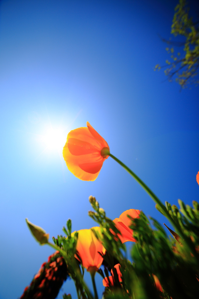 太陽の花