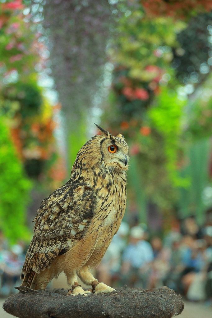 富士花鳥園
