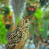 富士花鳥園