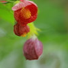 富士花鳥園～花～