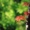 過ぎ去りし秋