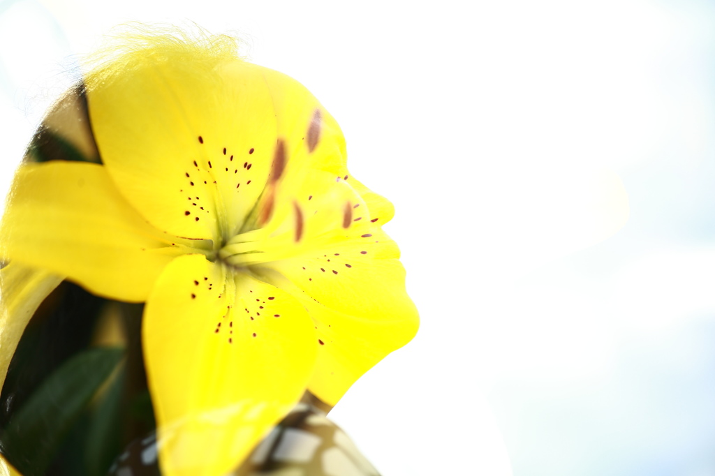 夏の花と横顔