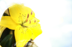 夏の花と横顔