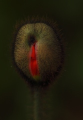 蕾