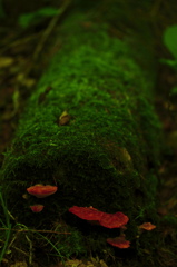 苔の森