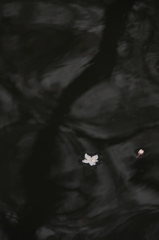 水面の春