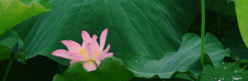 蓮