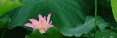 蓮