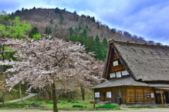 旧家と桜