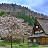旧家と桜