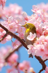 桜とメジロ