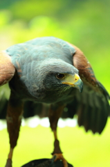 富士花鳥園