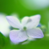 トリーーーーーミング