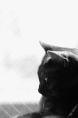 黒猫とモノクロ