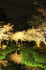 2010　兼六園　桜