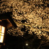 2010　兼六園　桜