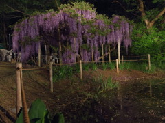 隠れ藤